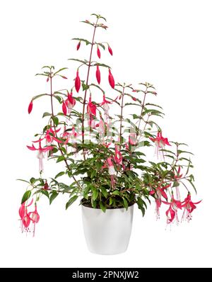Fresh green leaves of Fuchsia plant with pink flowers growing in ceramic pot isolated on white background Stock Photo