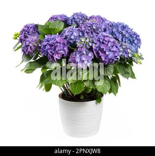 Bunch of fresh bright blooming purple hortensia flowers with green leaves growing in ceramic pot isolated on white background Stock Photo