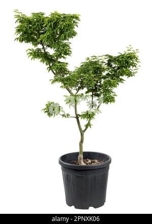 Fresh green maple tree with verdant leaves growing in black pot isolated on white background Stock Photo