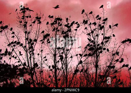 crows on the tree as nice halloween background Stock Photo