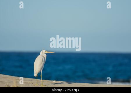 single little white egret standing on the beach and looks to the side in egypt Stock Photo