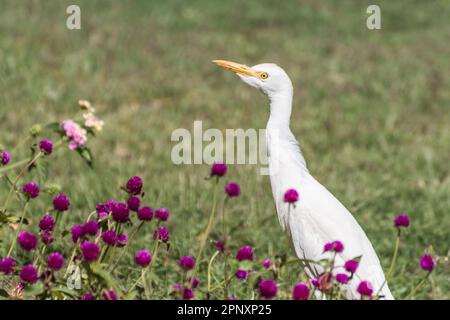 young white egret standing between lilac flowers in a resort in egypt Stock Photo