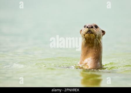 A smooth coated otter pauses while swimming in the sea to check out the photographer lying on the beach, Singapore Stock Photo
