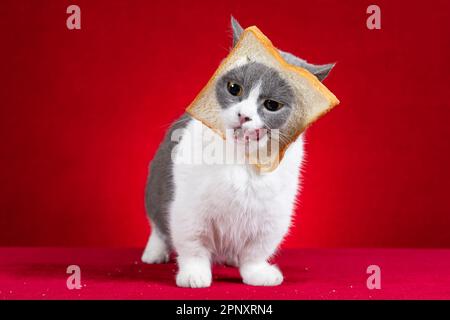 cute british shorthair cat with slice of bread on the head on red