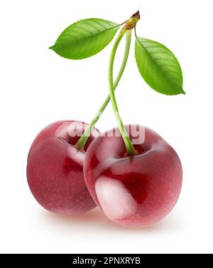 Isolated cherry. Pair of sweet cherries with curvy stems,  with leaves isolated on white background, with clipping path Stock Photo