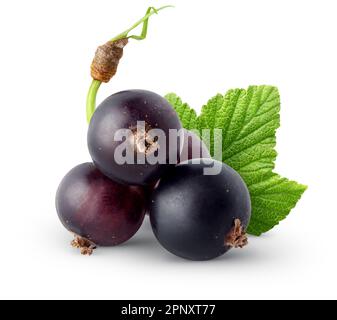 Isolated berries. Bunch of black currant fruits with leaf isolated on white background Stock Photo