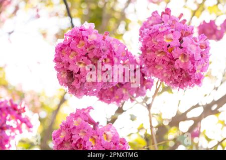 beautiful blooming Tabebuia Rosea or Tabebuia Chrysantha Nichols horizontal composition Stock Photo
