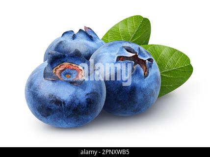 Isolated blueberries. Three sweet blueberry fruits with leaves isolated on white background, clipping path Stock Photo