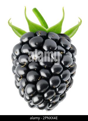 Isolated berry. One single fresh blackberry fruit isolated on white background with clipping path Stock Photo