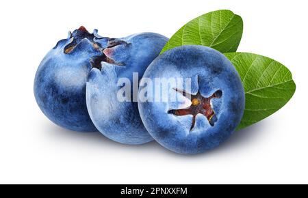 Isolated blueberries. Three sweet blueberry fruits with leaves isolated on white background, clipping path Stock Photo