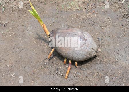 A King coconut in germination period on wet soil, the coconut fruit having developed roots and leaves. The fruit's view from back Stock Photo