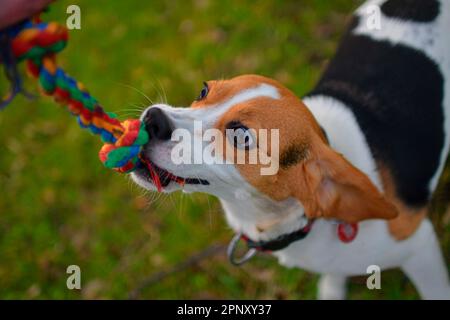 A dog pulling a colored rope. Beagle dog playing with his master. Dog and his master outside. Dog and his toy. Authentic and live photo. Stock Photo