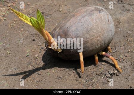 Closeup of a germinating King coconut with growing first leaf and developing roots, the coconut fruit is on the wet soil Stock Photo