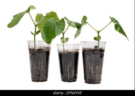 A transparent recycled plastic cup with Sword Bean leaves growing in it ...