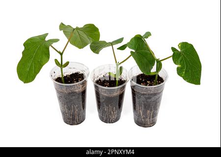 A transparent recycled plastic cup with Sword Bean leaves growing in it ...