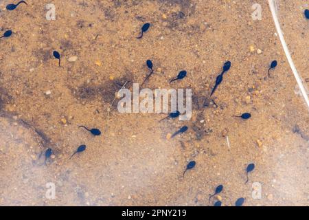 Common toad tadpoles (Bufo bufo development) in a wildlife pond, England, UK, during April or spring Stock Photo
