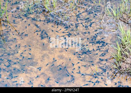 Common toad tadpoles (Bufo bufo development) in a wildlife pond, England, UK, during April or spring Stock Photo