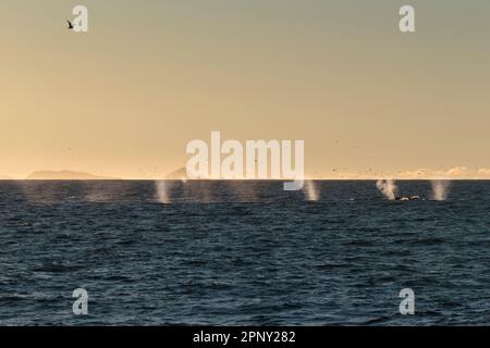 Fin Whale group breathing (Balaenoptera Physalus)  swimming in a line, surfacing in Atlantic Ocean close to the coast of Svalbard, Arctic, Norway Stock Photo