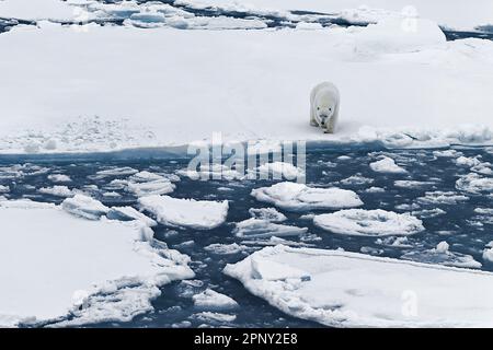 Polar bear walks curious on a snow covered white drifting iceberg in the Arctic Ocean.Arctic, Svalbard, Spitsbergen, Norway Stock Photo