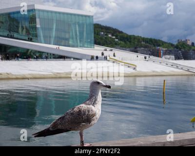 Oslo, Norway - May 2022: Seagull with the Oslo National Opera in the background on a sunny day against the backdrop of beautiful landscapes and blue s Stock Photo