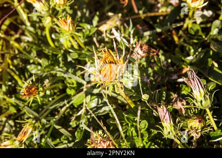 green floral background with Carlina flowers Stock Photo