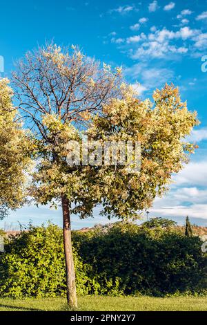 view of Ligustrum lucidum tree in green park a blue sky Stock Photo