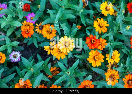 variety of zinnia flowers of different colors Stock Photo