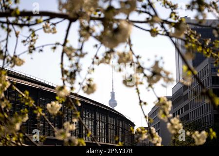 Berlin, Deutschland. 21st Apr, 2023. The Berlin television tower recorded behind a wild cherry blossoming on Dorothea-Schlegel-Platz on Friedrichstrasse. Berlin, April 21, 2023. Credit: dpa/Alamy Live News Stock Photo