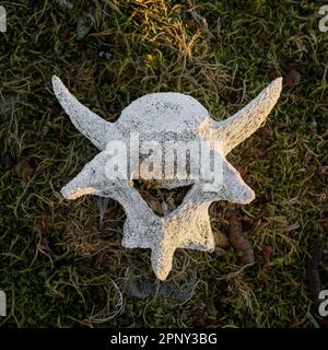 Skull of walrus (Odobenus rosmarus), Manitoba Museum, Winnipeg, Manitoba,  Canada Stock Photo - Alamy