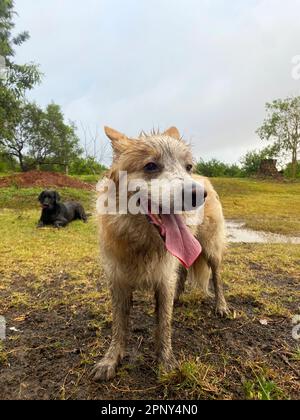 Happy dogs playing in the mud Stock Photo