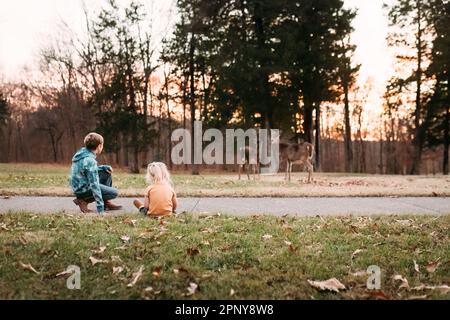 People watching whitetail deer in nature at a park Stock Photo