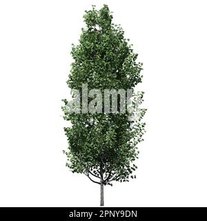 Cypress Oak Tree isolated on white background front view Stock Photo