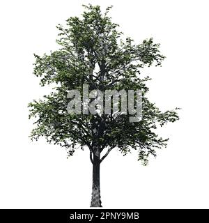 European Linden Tree isolated on white background front view Stock Photo