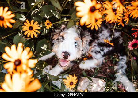 Bernedoodle Puppy in Flower Garden Stock Photo