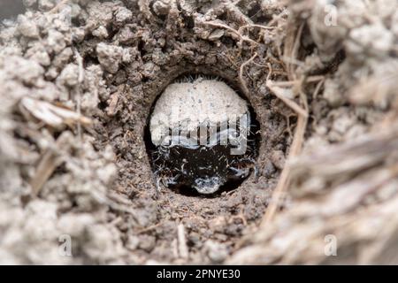 A larva of the green tiger beetle (Cicindela campestris) waits in its burrow for prey to wander by. Stock Photo