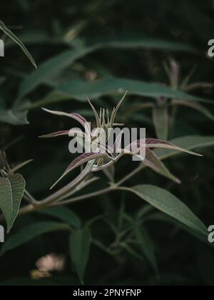 The moody green plant head of Chinese Chastetree. Selective Focus. Stock Photo