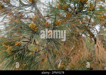 Blooming pine tree branch in sun light. Green Pine branches with yellow pollen cones Stock Photo
