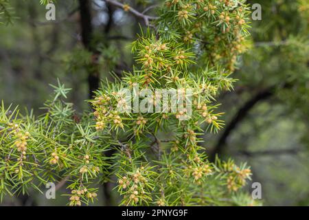 The texture of a juniper tree branch on a green needle background. Juniper bush is an evergreen coniferous tree as a background. Background with growi Stock Photo