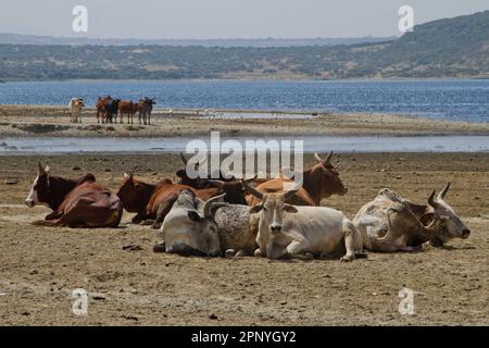 Herd of cattle  in Ethiopia Stock Photo