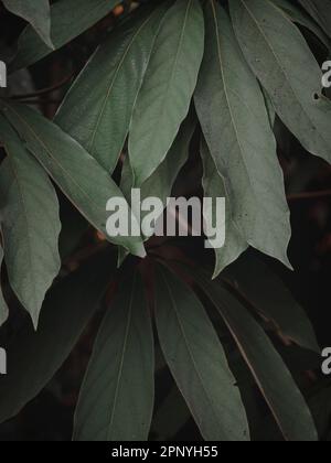 Selectively Focused Abstract Image of Long Textured Leaves. moody green. Stock Photo