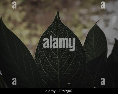 Closeup of leaf with textured leaf patterns, Selective Focus. Stock Photo
