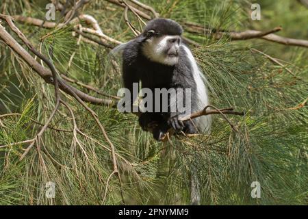 mantled guereza (Colobus guereza) or  Abyssinian black-and-white colobus in Amora Gedel Park in Awassa, Ethiopia Stock Photo