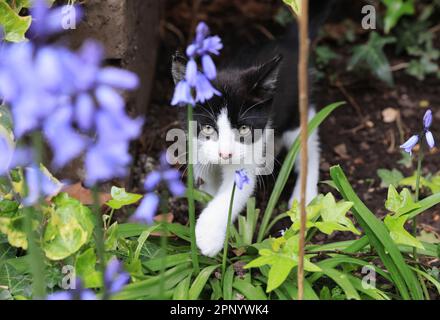 Playful kitten in London house, UK Stock Photo
