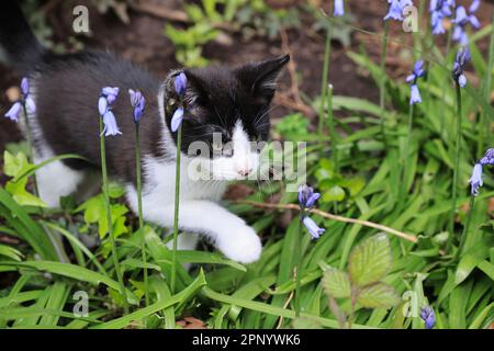 Playful kitten in London house, UK Stock Photo