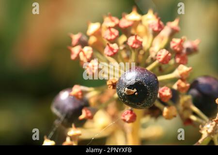 some Purple ripe berries of common ivy Stock Photo