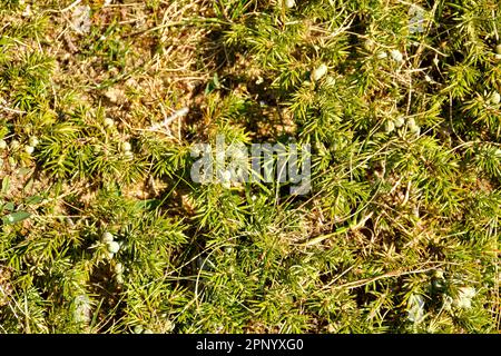Prostrate juniper (Juniperus communis ssp. nana) with berries growing on the North coast of Scotland Stock Photo