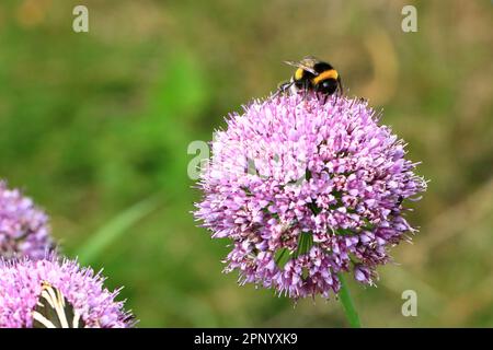 Insects on Flower Head of an Allium flower (Allium lusitanicum) Stock Photo