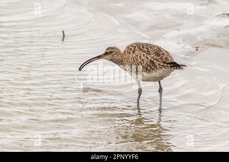 Timoleague, West Cork, Ireland. 21st Apr, 2023. World Curlew Day takes place every year on the 21st April. The curlew (Numenius arquata) population of Ireland is in danger of extinction within the next decade. Curlews could be seen in Timoleague estuary this morning. Credit: AG News/Alamy Live News Stock Photo