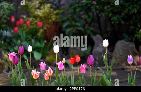 Tulips and rockery Stock Photo