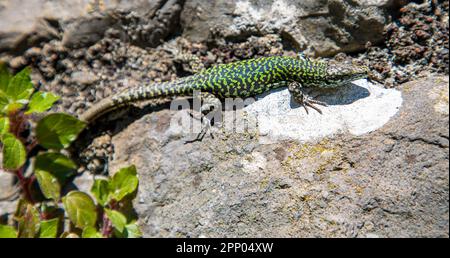 A closeup of the Podarcis muralis, common wall lizard, in Italy Stock Photo